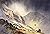 David Bellamy's Complete Gu...