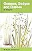 Grasses, Sedges, and Rushes in Colour