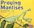 Praying Mantises