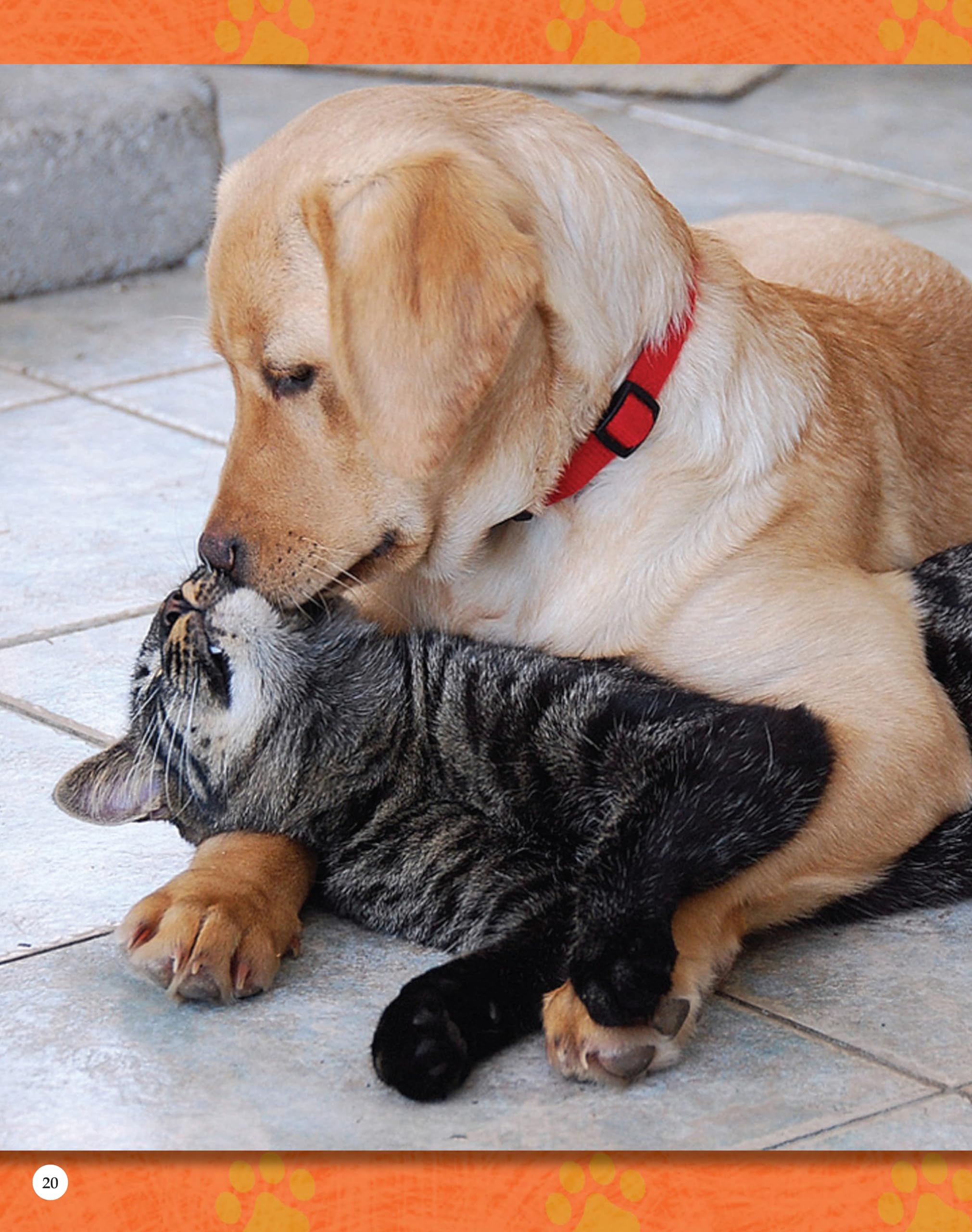 If Animals Could Talk: Cats: Learn Fun Facts About the Things Cats Do! (Curious Fox Books) For Kids Ages 4-8 - Photos and Information to Understand Your Pet Cat or Kitten's Behavior