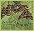 A is for Anaconda: A Rainforest Alphabet