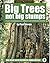 Big Trees Not Big Stumps: 2...