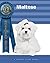 Maltese (Breeders' Best) by Anna Katherine Nicholas (2004-08-01)