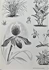 The Plant Kingdom Compendium The Plant Kingdom Compendium