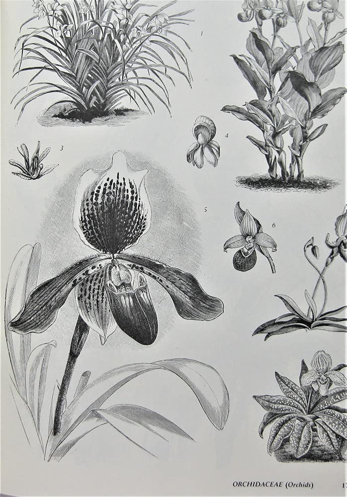 The Plant Kingdom Compendium (Hardcover)