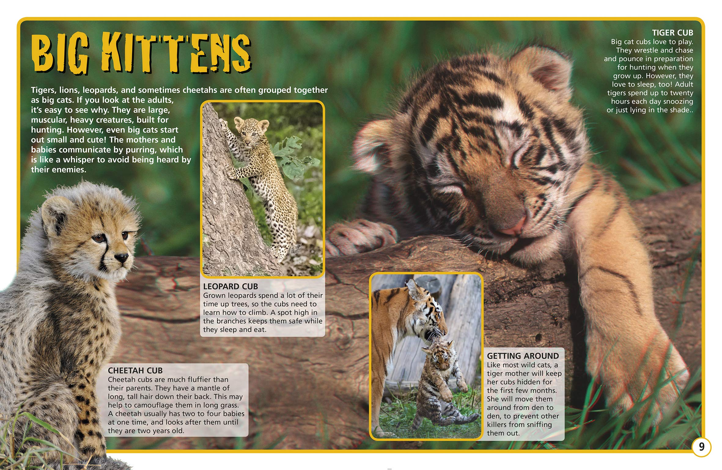 World's Cutest Baby Animals in 3-D (Paperback)