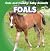 By Grace Elora Foals (Cute ...