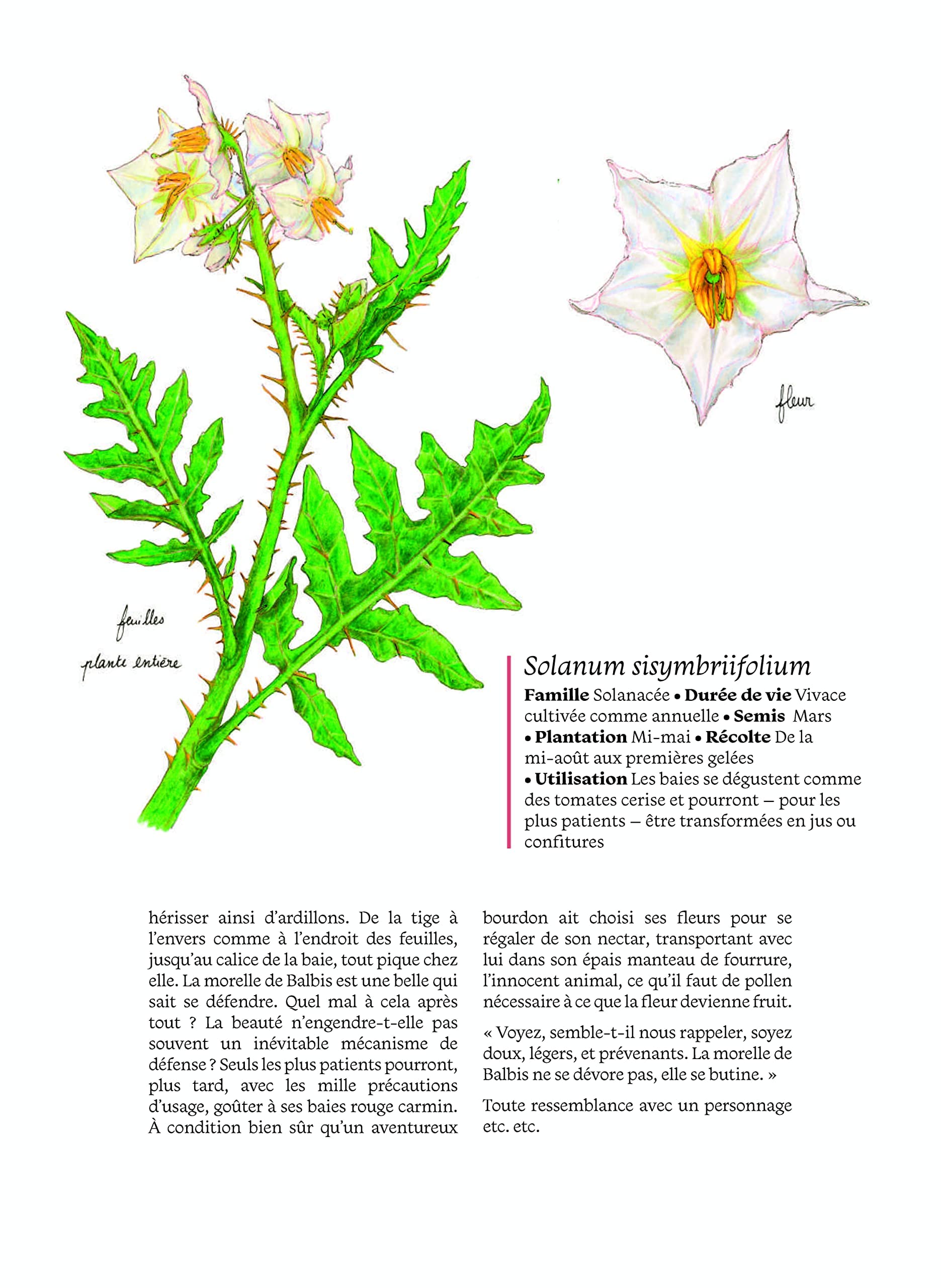 Arnaques, dragues et botanique: Imagier de plantes incongrues (Hardcover)