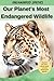 Our Planet's Most Endangered Wildlife by Rinat D. Medalsy