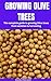 GROWING OLIVE TREES: The co...