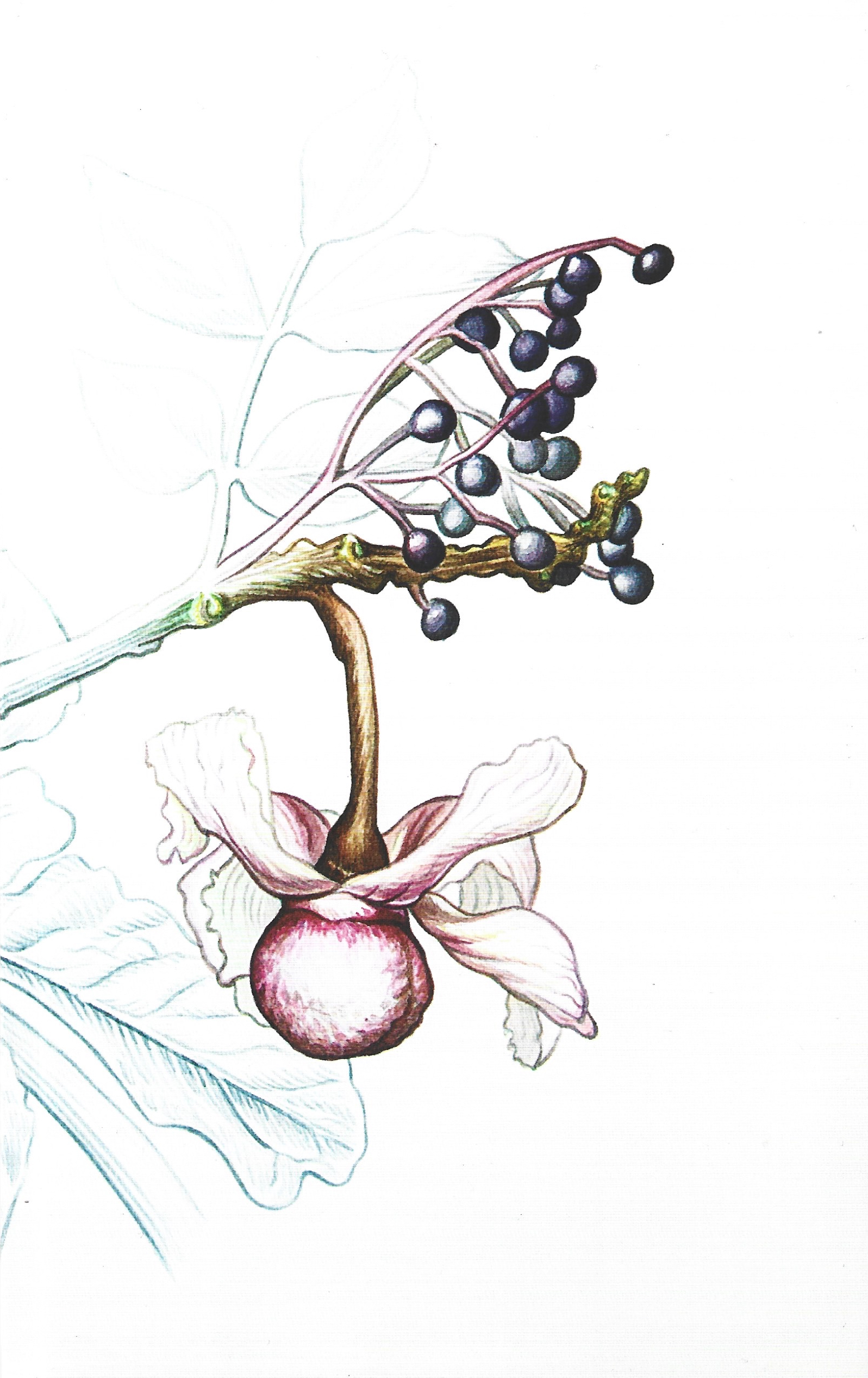 Sustancias vegetales: compendio de híbridos contra cuatro males funestos