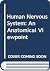 Human Nervous System: An An...