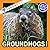 Groundhogs!: A My Incredibl...