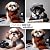 Shih Tzu News Writer's Photobook by Wilma Wall