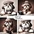 Shih Tzu News Writer's Photobook by Wilma Wall