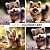 GSD Adorable Minis Photoboo...