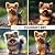 GSD Adorable Minis Photoboo...