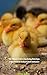 The Ultimate Guide to Incubating Duck Eggs by Dayna Joseph