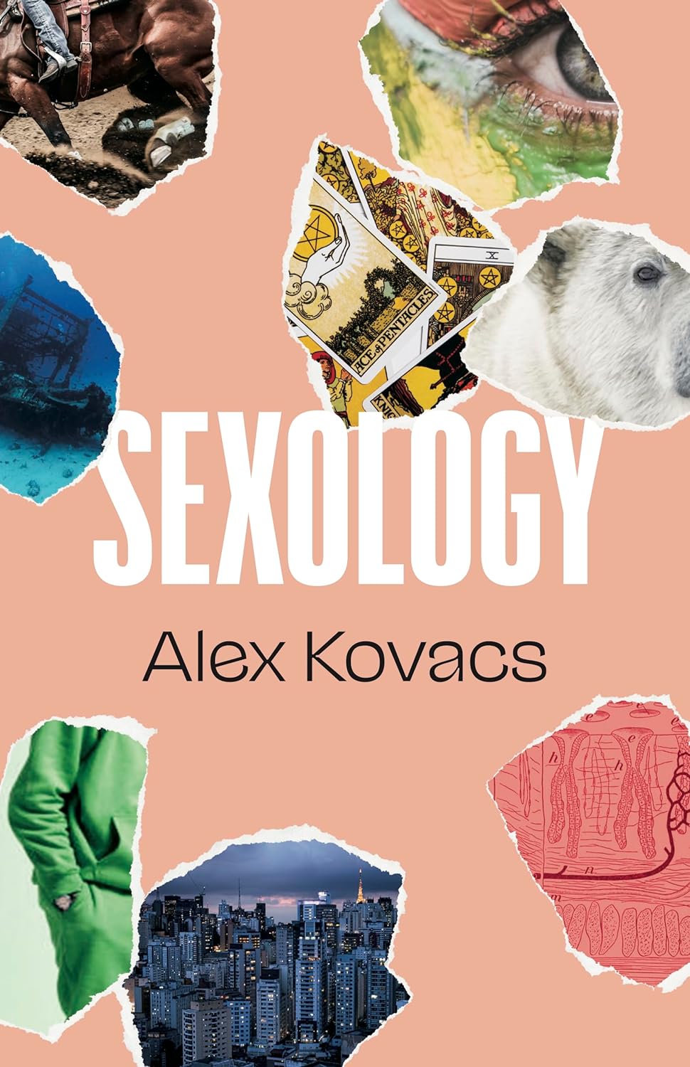 Sexology (Paperback)