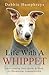 Life With a Whippet by Debbie Humphreys