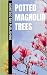 Potted Magnolia Trees