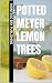 Potted Meyer Lemon Trees by Montego Bay Publishing