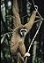 To Catch a Monkey (Skyler McCray and Calista Snipe Series)