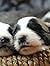 Coffee Table Books: puppy d...