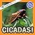 Cicadas!: A My Incredible W...