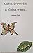 METAMORPHOSIS in 30 days or less by James Pirotta METAMORPHOSIS in 30 days or less by James Pirotta