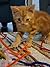 Picasso The Kitty