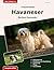 Traumrasse Havaneser: Bicho...