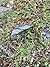 A Succession Of Shimmies (R...