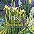 Iris in bester Gesellschaft...