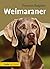 Weimaraner