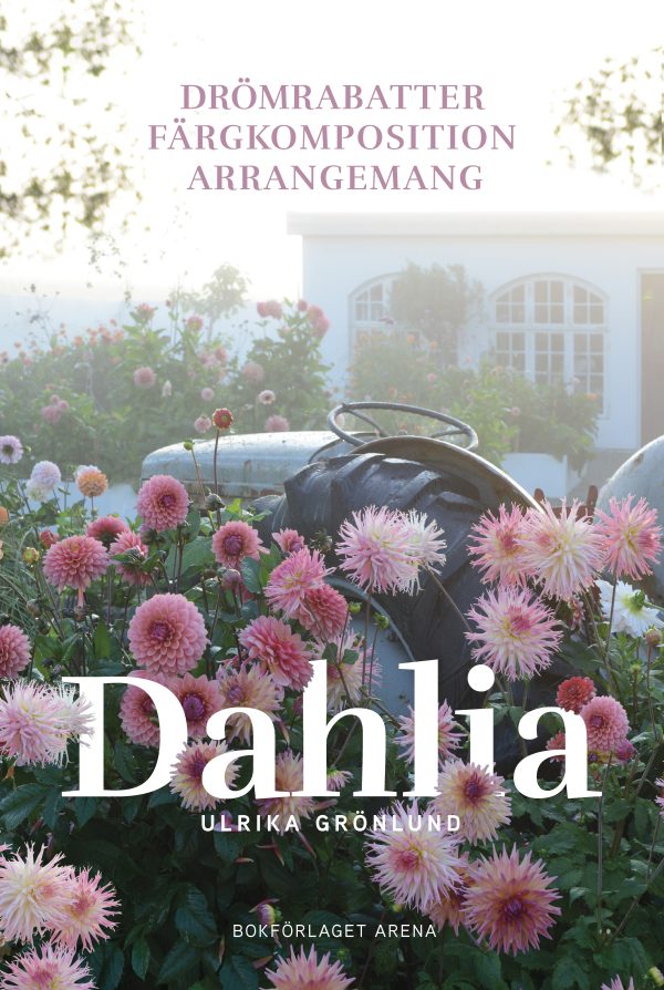 Dahlia: drömrabatter, färgkomposition och arrangemang