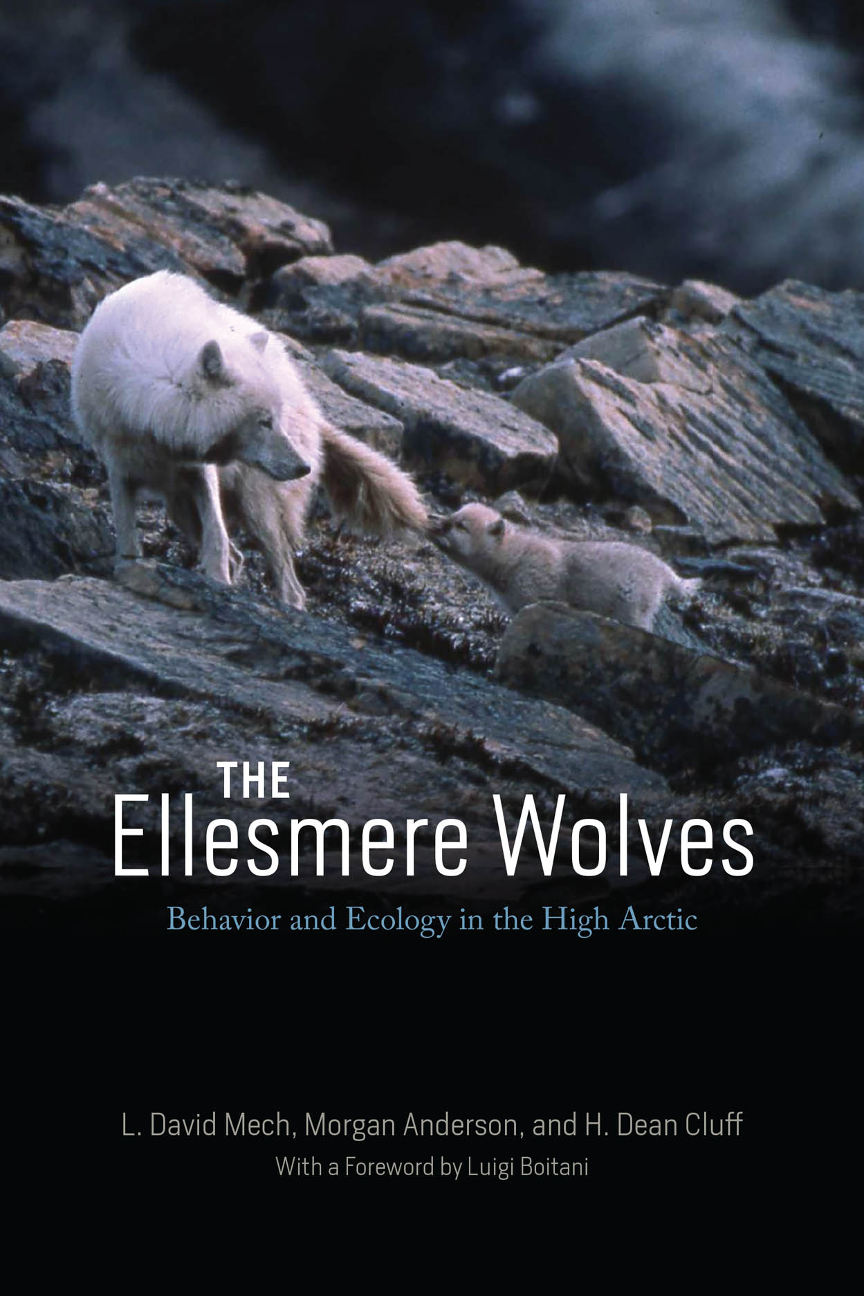 The Ellesmere Wolves: Behavior and Ecology in the High Arctic (Paperback)