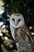 An Occurrence at Owl Creek Bridge And Other Stories