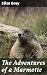 The Adventures of a Marmott...
