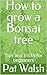 How to grow a Bonsai tree: ...