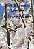 Beit Shemesh Nature Colouring Book by Pinchas Chalk