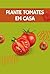 Plante Tomates em Casa: Com...