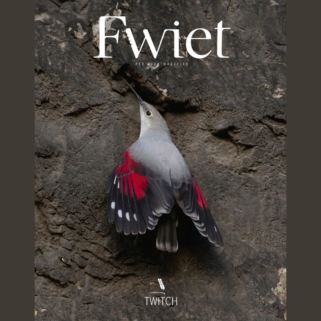 Fwiet #7: Twitch