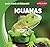 Iguanas (Let's Look at Lizards!)