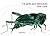 Un grilo moi silencioso by Eric Carle Un grilo moi silencioso by Eric Carle