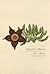 Stapelia Mixta