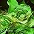 Green Roses Bloom for Icarus by Hiromi Yoshida