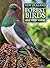 New Zealand Forest Birds An...