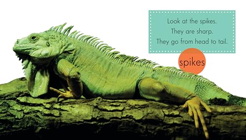 Iguanas (Spot: Rainforest Animals)