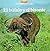 El búfalo y el bisonte